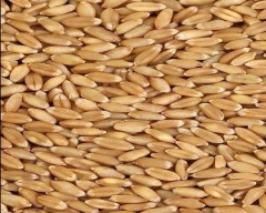 A Grade Quality Wheat for sale in Sultanpur