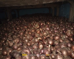 Red Onion for sale in Rewa