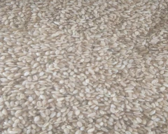 Shree Ram 303 Wheat for sale in Agra