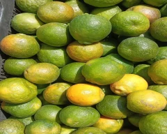 B Grade Quality Orange for sale in Buldhana