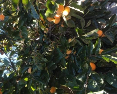 Normal Persimmon for sale in Kullu