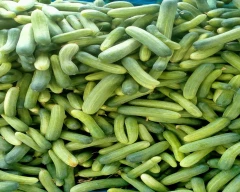 Hybrid Cucumber for sale in Jashpur