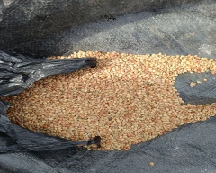 Normal Horse Gram for sale in Annamayya