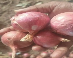 A Grade Quality Onion for sale in Medchal