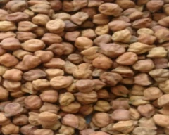 Normal Chana for sale in Bhilwara