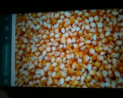 A Grade Quality Maize for sale in Jalgaon