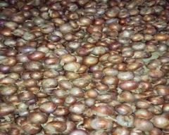 Red Onion for sale in Rewa