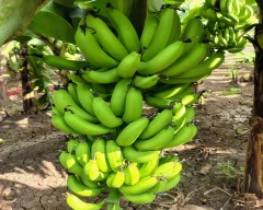 A1 Banana for sale in Jalgaon