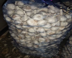 A Grade Quality Garlic for sale in Ratlam