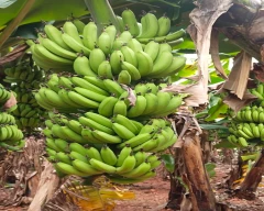 Normal Banana for sale in Nandyal