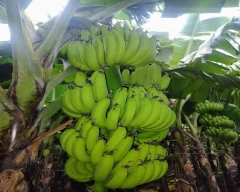Other Banana for sale in Jalgaon