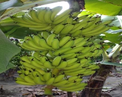 G-9 Banana for sale in Lakhimpur