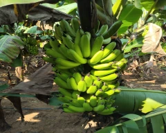 G-9 Banana for sale in Warangal (Rural)