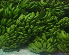 G-9 Banana for sale in YSR District