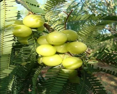 A Grade Quality Amla for sale in Kolar