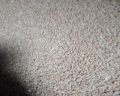 Normal Wheat for sale in Unnao
