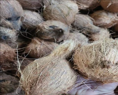 Medium Coconut for sale in Kozhikode