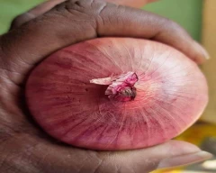 Nasik Onion for sale in Kanpur Nagar
