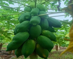 Number 15 Papaya for sale in Bagalkot