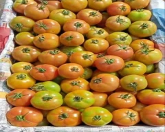Saaho (TO-3251) Tomato for sale in Durg