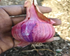 B Grade Quality Onion for sale in Kurnool