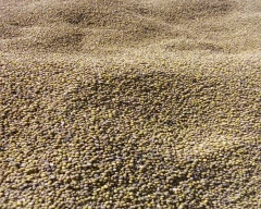 Normal Moong for sale in Pali