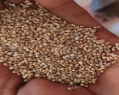Common Millet for sale in Karauli