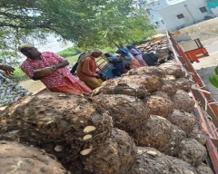 Normal Elephant Yam for sale in Raigad