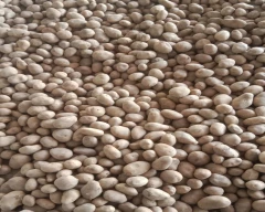 Chipsona Potato for sale in Aligarh