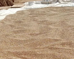 Pearl Millet for sale in Alwar