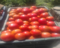 A Grade Quality Tomato for sale in Dehradun