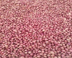 Red Onion for sale in Dharwad