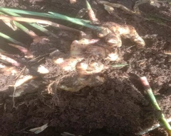 B Grade Quality Ginger for sale in Mysuru