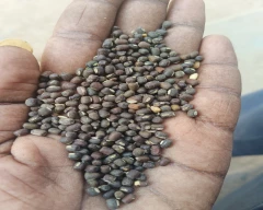 Indian Urad for sale in Chhatarpur