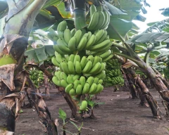 G-9 Banana for sale in Burhanpur