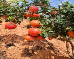 A Grade Quality Pomegranate for sale in Anantapur