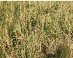 Pusa Basmati - 1692 Paddy for sale in Mainpuri