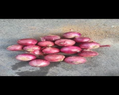 Red Onion for sale in YSR District