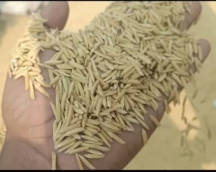 1509 Paddy for sale in Bundi
