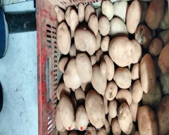 Jyoti Potato for sale in Purba Burdwan
