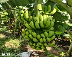 G-9 Banana for sale in Khargone