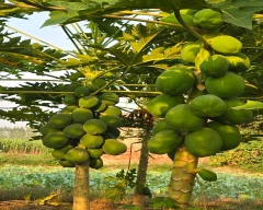 Red Lady Taiwan 786 Papaya for sale in Shamli