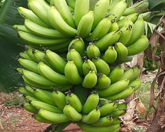 Normal Banana for sale in Nandyal