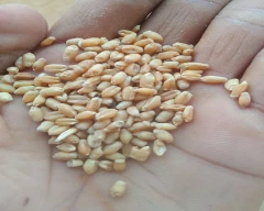 Normal Wheat for sale in Kasganj