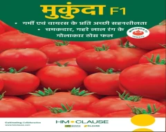 Saaho (TO-3251) Tomato for sale in Shivpuri