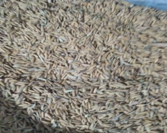 6444 Paddy for sale in Barabanki