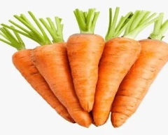 Normal Carrot for sale in Indore