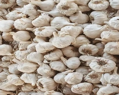 Normal Garlic for sale in Mandsaur