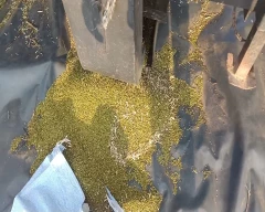 A Grade Quality Moong for sale in Churu