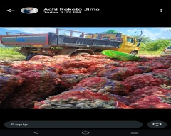 A Grade Quality Ginger for sale in Dimapur